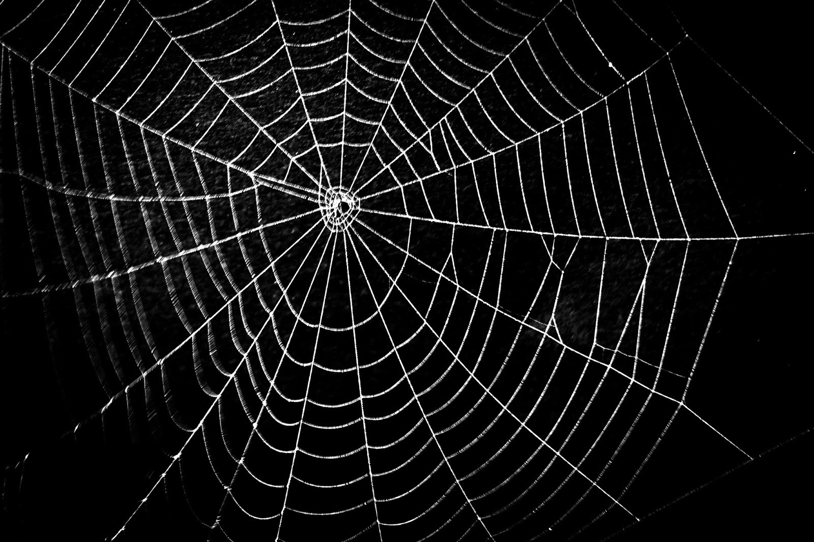 spiderweb-infront-black.jpg